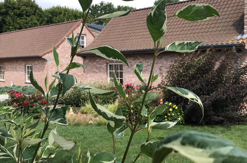 Watou House | Watou Guesthouse