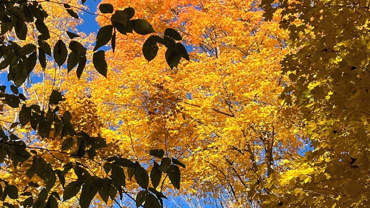 Indian River House | Welcome to Irish Acres Camping Retreat! Nestled in the woods of Indian River, MI