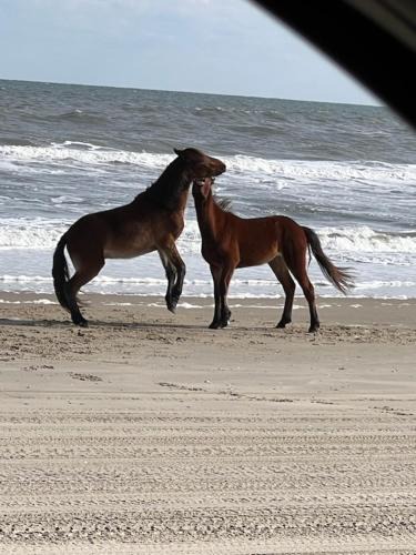 Corolla Hotel | Wild Horse Inn