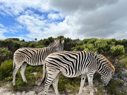 Cape Peninsula House | Wildlife & Ocean Retreat
