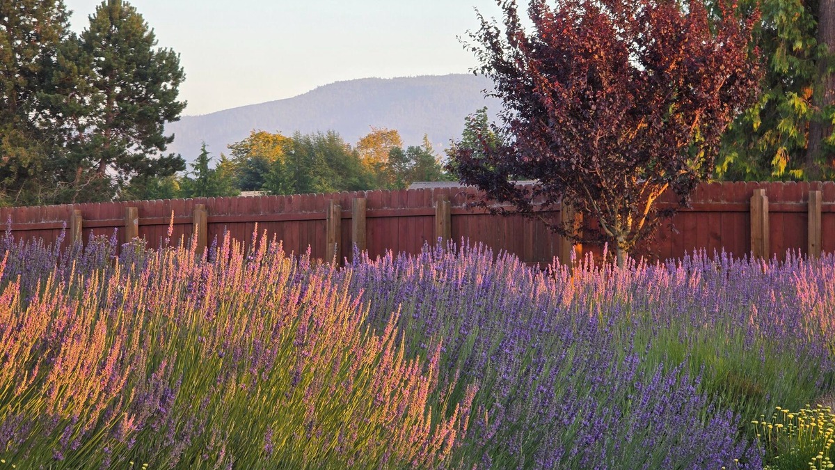 Sequim House | “Wise Old Owl Retreat – Spacious, Serene & Minutes from Every Olympic Wonder”