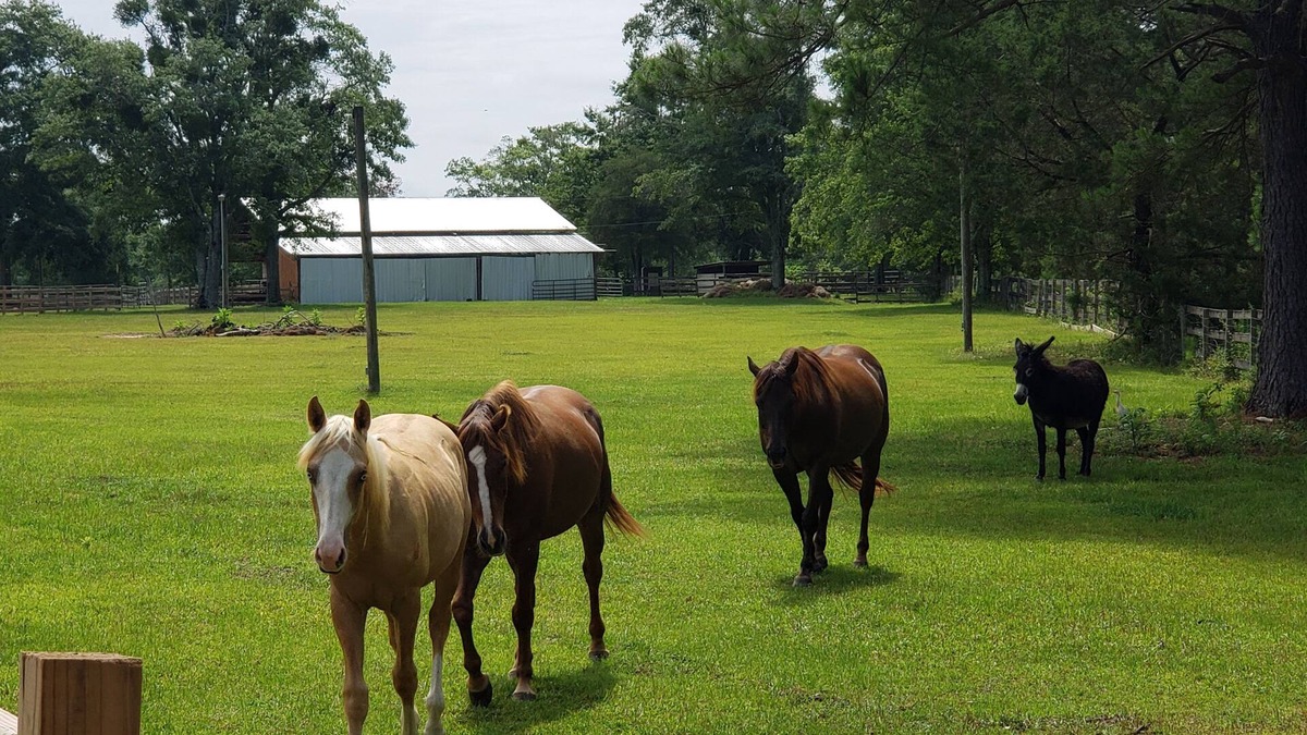 Geneva County Other | Working Horse Ranch 25 acres. 3/2 1440sf. Close town, beach. stocked Pond. Farm