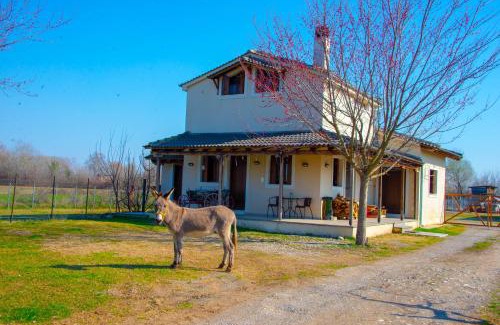 Mavromati Villa | Το σπίτι στο αγρόκτημα
