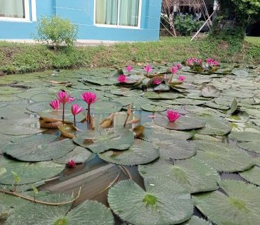 Bang Saen Ville Other | บ้านเพื่อนโฮมสเตย์