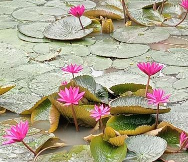 Bang Saen Ville Other | บ้านเพื่อนโฮมสเตย์