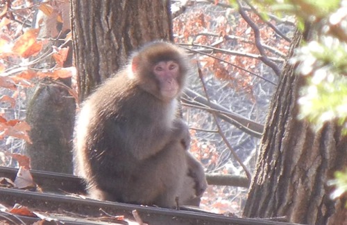 Yokoze Hotel | 丸山鉱泉旅館