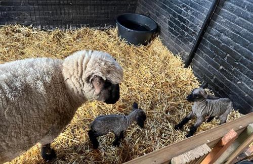 Losser House | 4seasonshouse