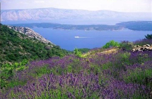 Ivan Dolac Apartment | Apartments Antun