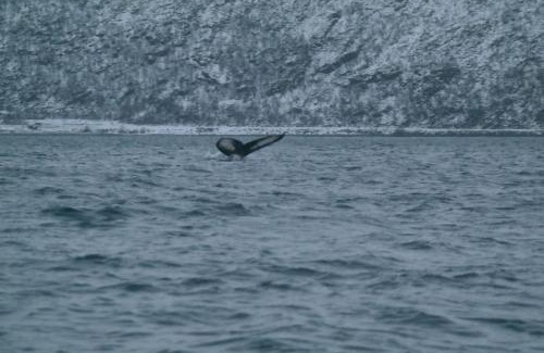 Balsfjord Apartment | Arctic Aurora View