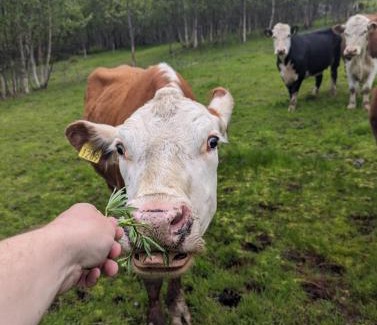 Balsfjord Apartment | Aurora apartment Nygård