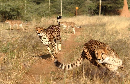Otjozondjupa Region House | Babson House at Cheetah Conservation Fund