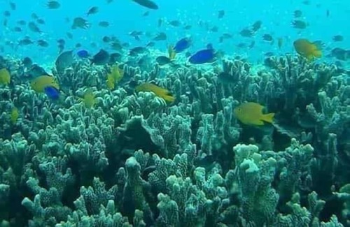 Linapacan RV Rental | Bagambangan Island Campsite