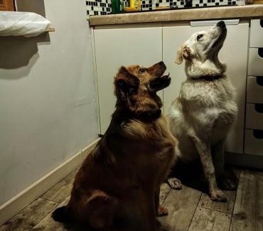 Wojtkowa Ski Chalet | Bieszczadzka Sielanka