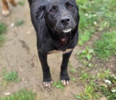 Qusar Villa | Black ice A-FRAME