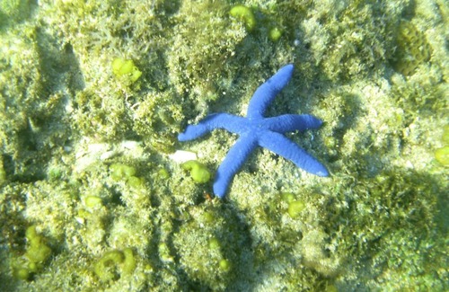 Agpudlos Resort | Blue Seastar Cottages