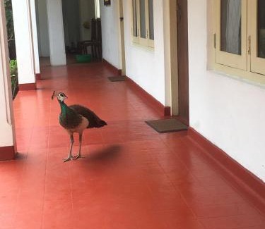 Nalagasdeniya Bed & Breakfast | Bluewind Villa