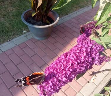 Kolczewo House | Budlejowy domek