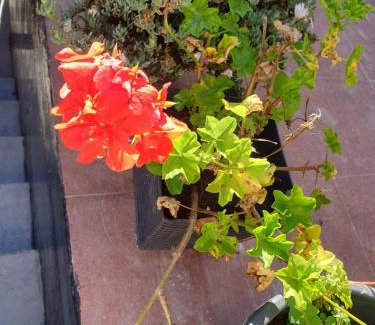 Hawa Eliya House | Bungalow 234