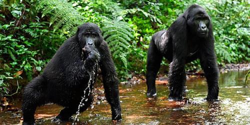 Kampala Other | Bwindi Hills Gorilla Safaris