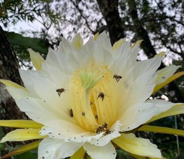Atenas House | Caladium House in the best weather!