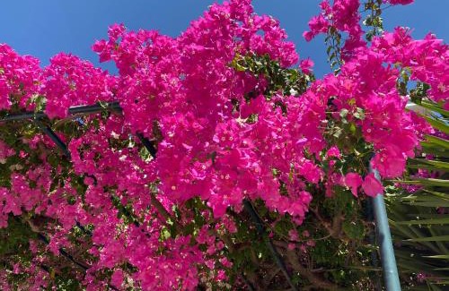 Minia Apartment | Casa Buganvilla