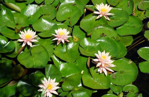 Sfantu Gheorghe House | Casa Pescarului La Maxea