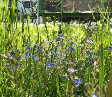 Avrig Cabin | Casa Toma