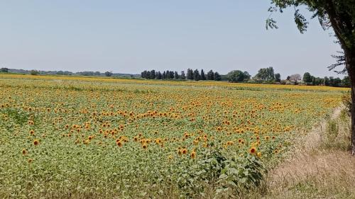 Massaciuccoli House | Casa vacanze Toscana,lago di Massaciuccoli