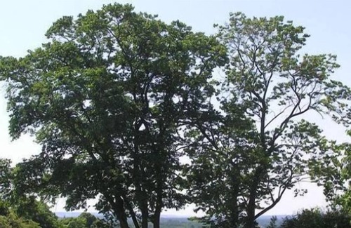 Thure House | Chambres d'hôtes - Château de la Plante