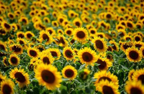 Bernac House | Charente Gite - 2 chambres