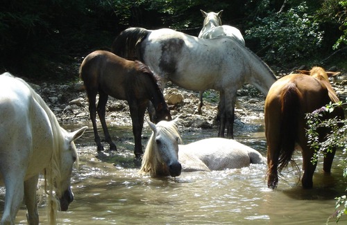 Mollo Apartment | Charming apartment in the Catalan Pyrenees