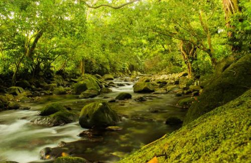 La Plaine Cabin | Citrus Creek Plantation
