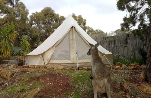 New Gisborne Bed & Breakfast | Cosy Bell Tent With an à la Carte Breakfast and up Close Kangaroo Experience