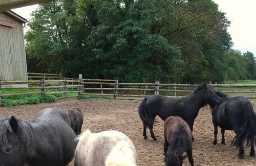 Bischwiller Cottage | Cottage in the heart of an Alsatian equestrian center