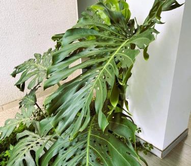 Nocaima Villa | Divina Finca Nueva llegando a Villeta para 6 a 8