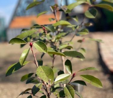 Bazaleti Other | eco house WALKOTI 2