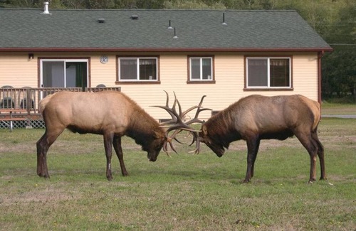 Orick House | Elk Meadow Cabins 9A Prairie Creek Suite