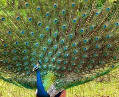Udawalawa Hotel | Emma safari udawalawa