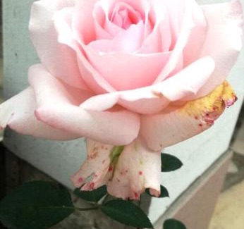 Pavel Banya Hotel | Family hotel Rose