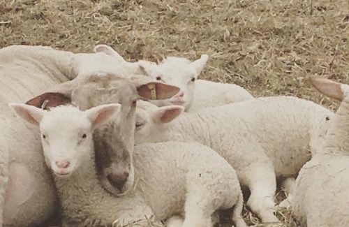 Hartland Four Corners House | Fat Sheep Farm & Cabins