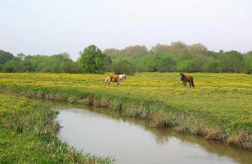 Orist House | Fauceana