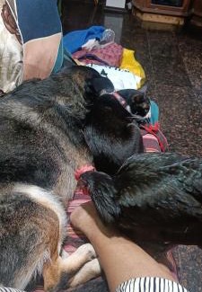 Mira Road East House | Feel home with my pets and I while enjoying your private space