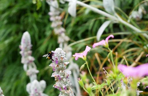 St. Peter im Schwarzwald Apartment | Ferienwohnung Veronika Heilbock