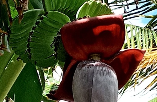 Beacon Hill Apartment | Fig Paradis SXM. Apartment (private pool & Jacuzzi facing the sea)