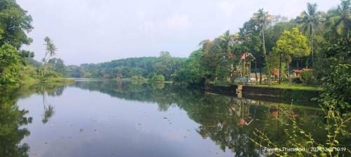 Kothamangalam Resort | Foresta Thattekkadu Pool Resort