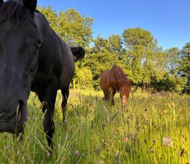 Bourguenolles House | Gîte du Rochelu 4 Étoiles 5000 m2 of Garden, near to Mont Saint Michel & Granville island