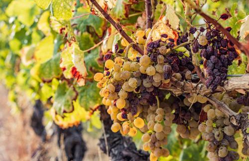 Les Salles-De-Castillon House | Gite de Lamour