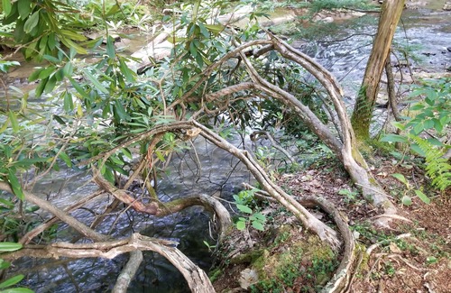 Helvetia RV Rental | Glarus - Riverside 36' RV, trout stream firepit