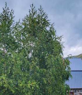 Ushguli House | Guest house Data