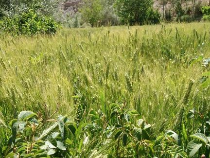 Ait Sedrate Jbel El Soufla Apartment | hôtel taghia imdaizine dades